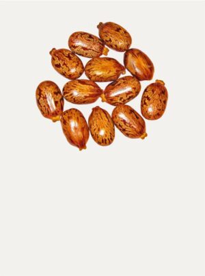 A small cluster of raw, mottled brown castor beans against a plain light background.